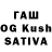 Галлюциногенные грибы Psilocybine cubensis Begal's Cat
